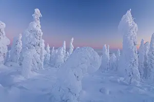 Polar Region Scenery Prints: Snow-covered trees in the evening light
