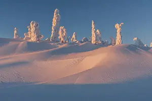 Arctic Winter Scene Prints: Snow-covered trees in the evening light