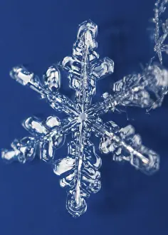 Snow Crystals Prints: Snow crystals