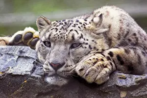 Framed Print : Snow Leopard In Captivity Print Framed Print : Snow Leopard In Captivity Print
