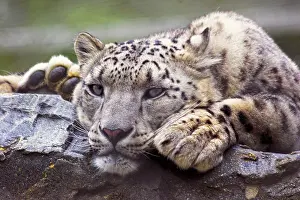 IUCN Threatened Species List Prints: Snow Leopard In Captivity