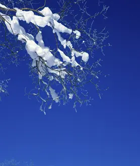 Uninhabited Forest Scene Prints: Snow on twig
