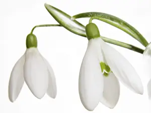 White Blossom Details Prints: Snowdrops