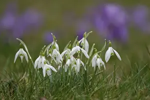Snowdrops In Bloom Prints: Snowdrops, crocuses in the background