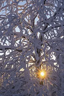 Scandinavian Winter Scene Prints: Snowy birch tree against light