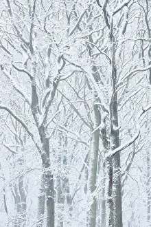 German Flora Botany Prints: Snowy deciduous trees in winter