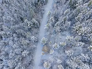Snowy Forest Path Prints: Snowy path through a dense, wintry forest