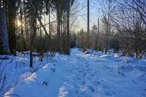 Snow Covered Tree Landscape Prints: Snowy path in the forest with sunlight through the trees