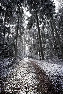 Winter Nature Photography Germany Prints: A snowy path leads through a wintry forest