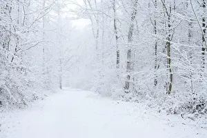 Snow Covered Deciduous Trees Prints: Snowy trail through deciduous forest in winter