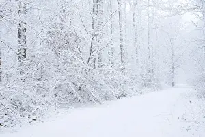 European Wintry Landscape Prints: Snowy trail through deciduous forest in winter