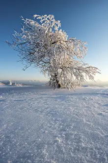 Cloudless Daytime Skies Prints: Snowy tree in the evening light