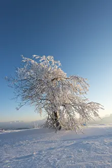 Snow Capped Mountain View Prints: Snowy tree in the evening light