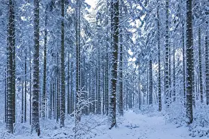 Snowy Tree Trunks Prints: Snowy trees, tree trunks, forest