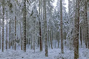 Tree Trunk Prints: Snowy trees, tree trunks, forest