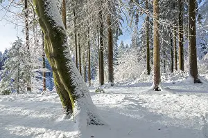 Lower Saxony Germany Scenery Prints: Snowy trees, tree trunks, forest