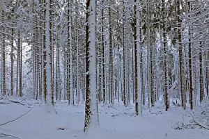 Tree Trunk Prints: Snowy trees, tree trunks, forest