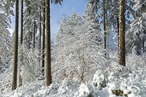 Tree Trunk Prints: Snowy trees, tree trunks, forest