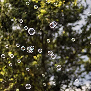 Deserted Tree Scene Prints: Many soap bubbles shimmering, floating in front of a tree