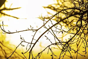 Minimalist Art Prints: Soft Focus Tree Outline Print: Peaceful Natural Forms