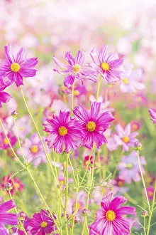 Deserted Blooming Flowers Prints: Soft, selective focus of Cosmos
