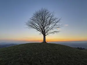 Prints of Solitaire lime tree on Drumlin, sunset, Vorder Arni, Sumiswald, Emmental, Bern, Switzerland Bern Prints: Solitaire Lime Tree Print, Vorder Arni Sunset