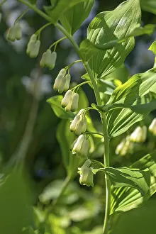 Bavaria Plant Life Prints: Solomon's seal (Polygonatum multiflorum)