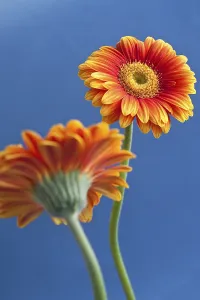 Asteraceae Inflorescence Prints: SONY DSC