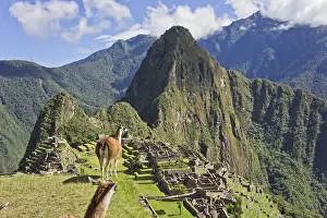 Prints of SONY DSC Camelid Prints: SONY DSC Print from imageBROKER