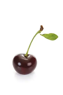 Stone Fruit Photography Prints: One sour cherry