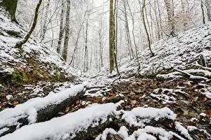 Moss Covered Trees Europe Prints: Source of the Hunte river in Melle