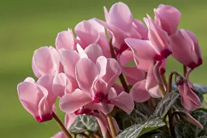 Central European Vegetation Prints: Sowbread (Cyclamen), Germany
