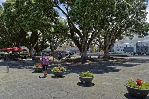 Azores Travel Photography Prints: A spacious square with large trees