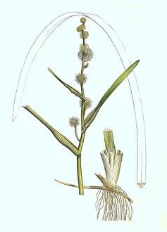 Deserted Landscape Artwork Prints: Sparganium emersum, Sparganium simplex