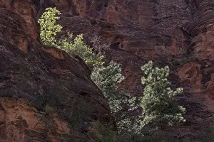Outdoor Travel Photography Prints: Sparse vegetation on red sandstone cliffs