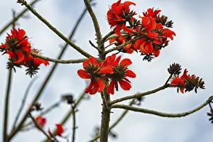 Deciduous Tree Branches Prints: Spathodea (Spathodea campanulata)