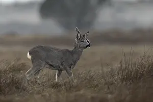 Denmark Wildlife Prints: Special encounter in the evening
