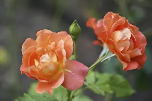 Close View Of A Rose Prints: Special rose