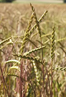 Grass Seed Head Prints: Spelt