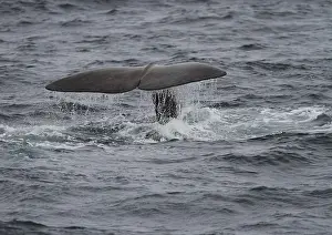 European Marine Animals Prints: Sperm whale, Physeter macroxephalus