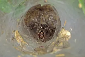 Wildlife Habitat Images Prints: Spider funnel web, spider web