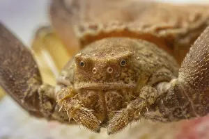 Animal Feed Search Prints: Spider head close up. Macro