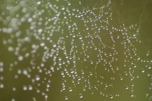 Water Droplets Prints: Spider net with dew drop