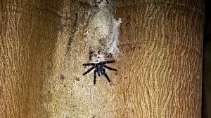 Prints of A spider on tree bark with a web, well camouflaged in its natural surroundings, a tree-dwelling tarantula in the Amazon Basin near Rurrenabaque in Bolivia (Avicularia) Web Spider Prints: A Spider on Tree Bark with a Web Print, Amazon Basin Bolivia
