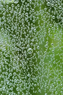 Green Field Prints: Spider web