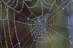 Backlit Spider Web Prints: Spider web covered with dew drops