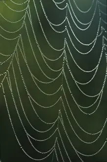 Macro Spider Web Prints: Spider web with dewdrops