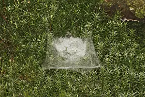 New World Deer Habitat Prints: Spider web in moss