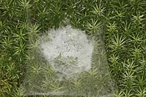 New World Deer Habitat Prints: Spider web in moss