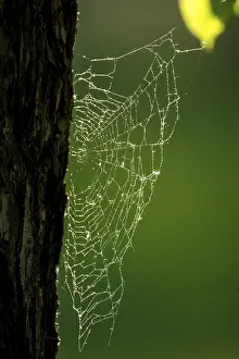 Backlit Spider Web Prints: Spider web on oak trunk in backlight